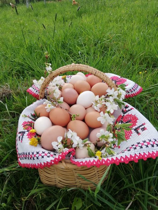 Ouă de casă - Șercăița