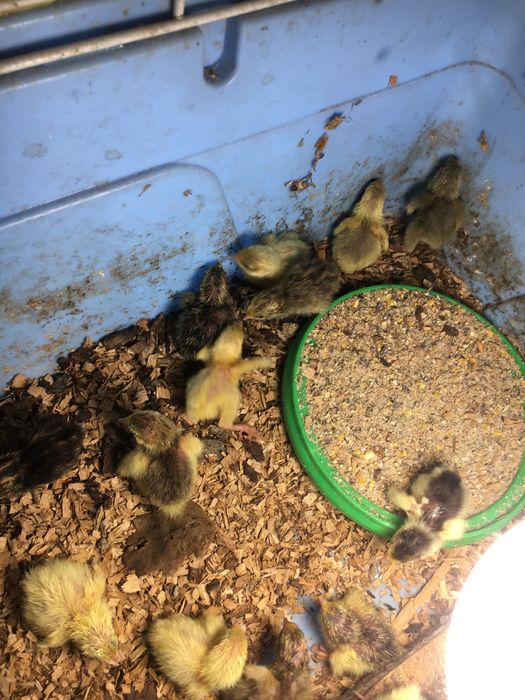 Китайски пъдпъдъци