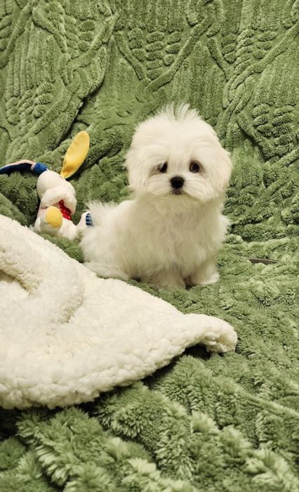 Мальтезе бейби фейс