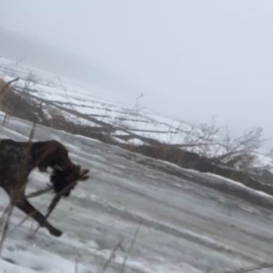 Вязка кабеля курцхаараа