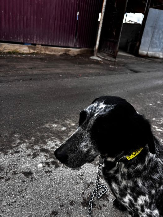 ПРОДАЖА! спаниель