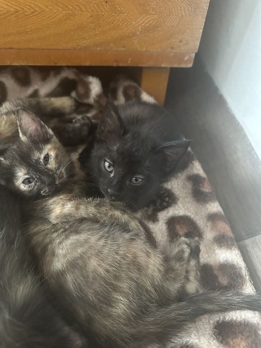 Отдам котенка, возраст 2 месяца