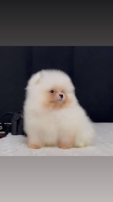 Щенки мини шпиц мальчики