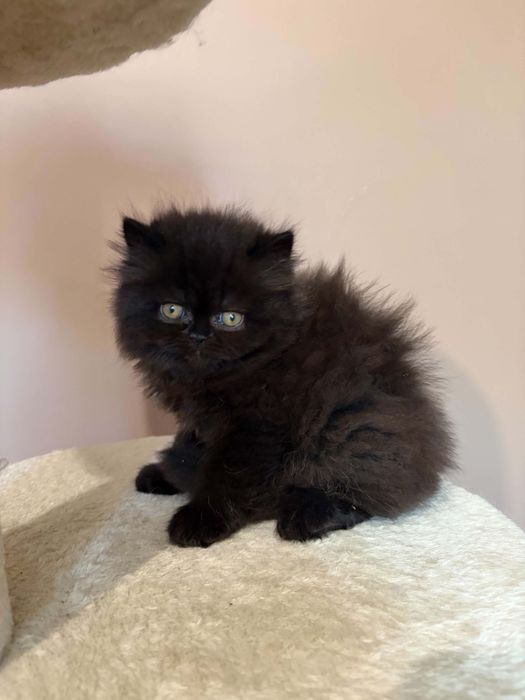 Персийски котенца