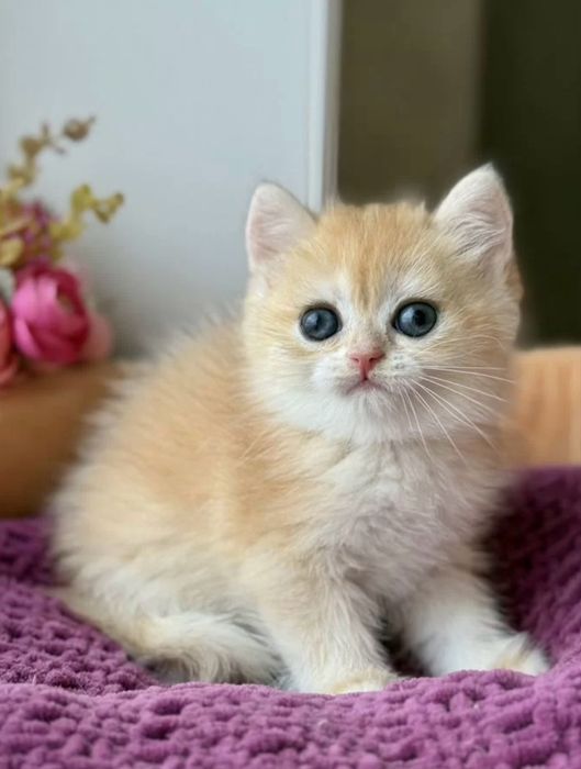 ВЯЗКА. Золотистая шиншилла, кот для вязки