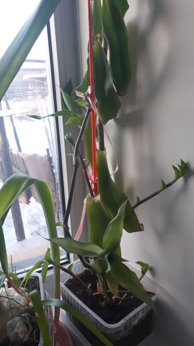 Золотой ус, лечебный цветок