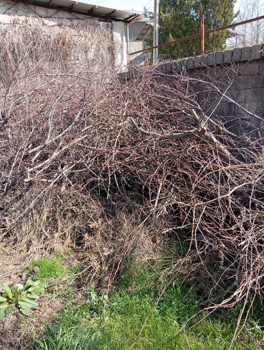 Отдам даром дрова