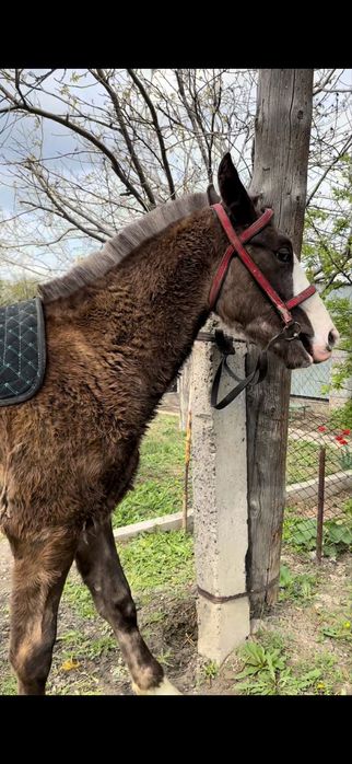 Продам тайчика