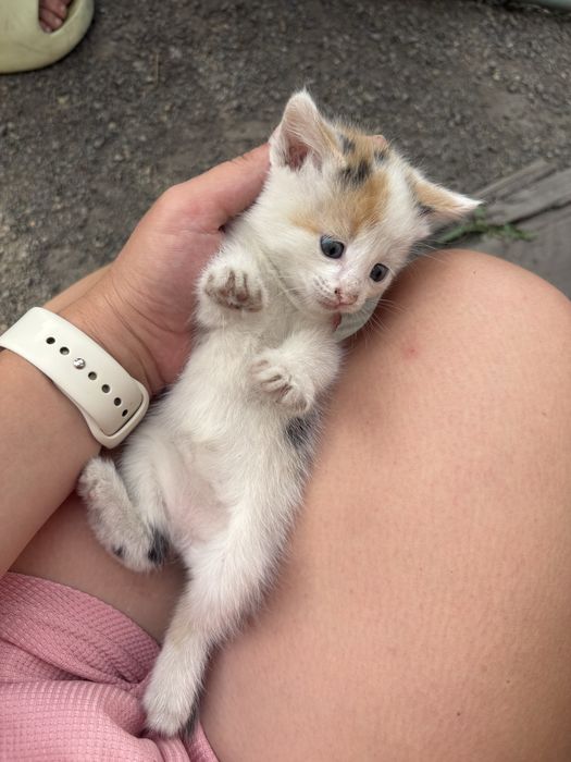 Котятки ищут дом