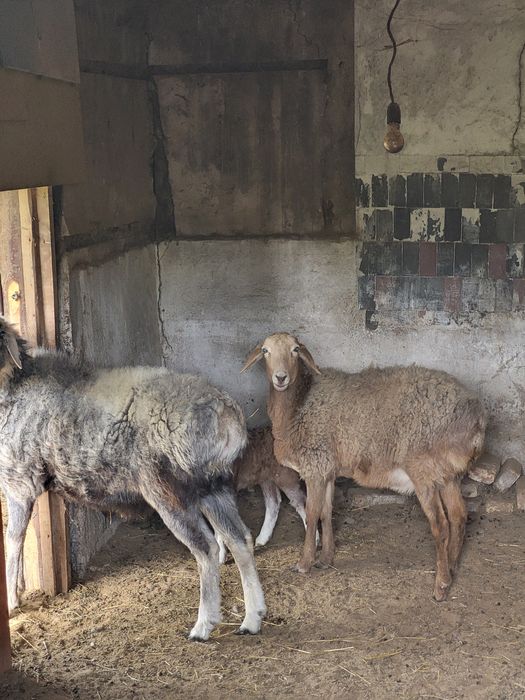 Қозылы қой +Қошқар сатылады