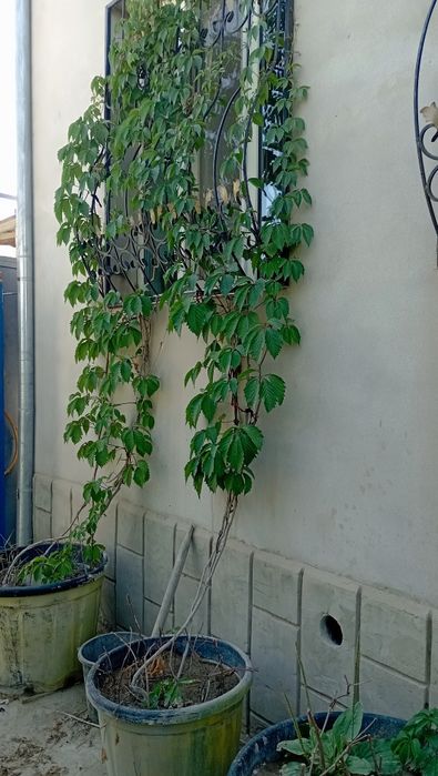 Дикий виноградый