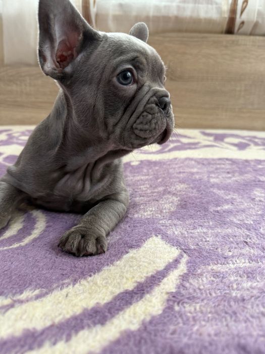 Френски булдог blue ten