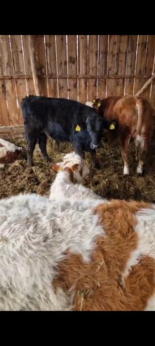 De vânzare 14 vițele și 6 tăurași