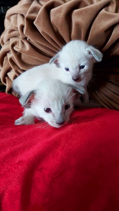 ОРИЕНТАЛЬНЫЕ с документами ( котята )