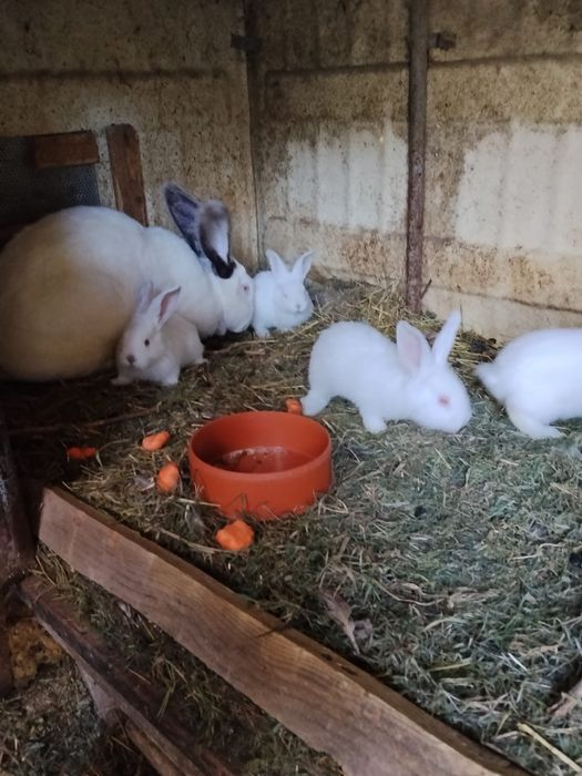 Pui de iepure urias de transilvania