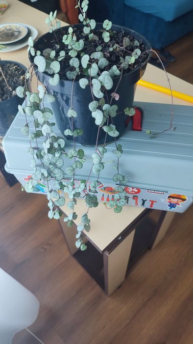 Papirus umbrela, pui de palmieri și alte plante