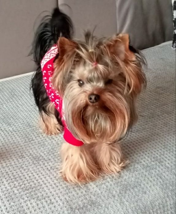 Вязка йоркширского терьера