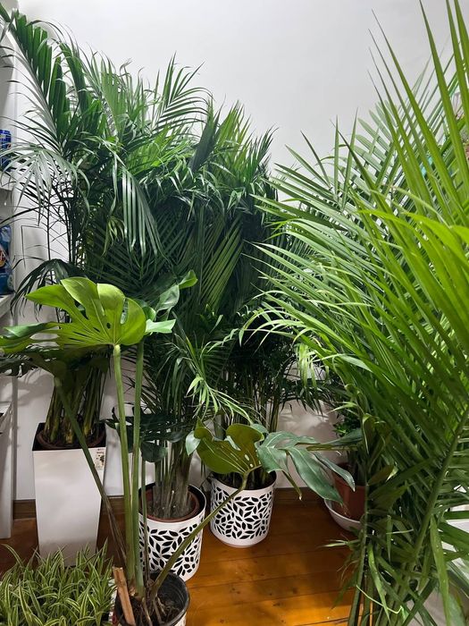 Спатифилум сенсация гигант