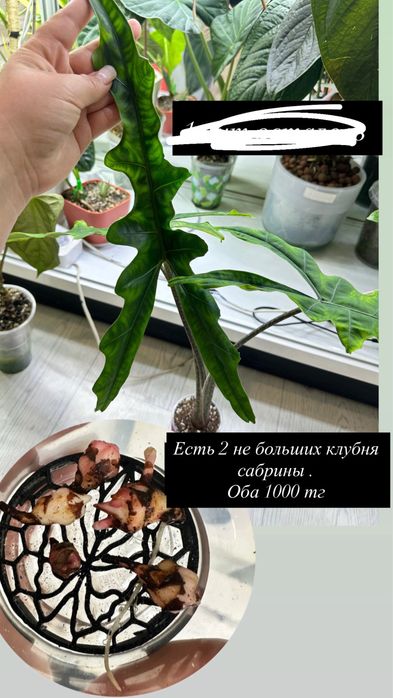 Домашние растения