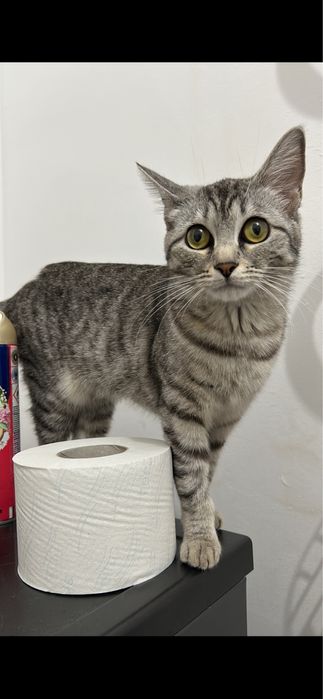 Отдам кошку в добрые руки