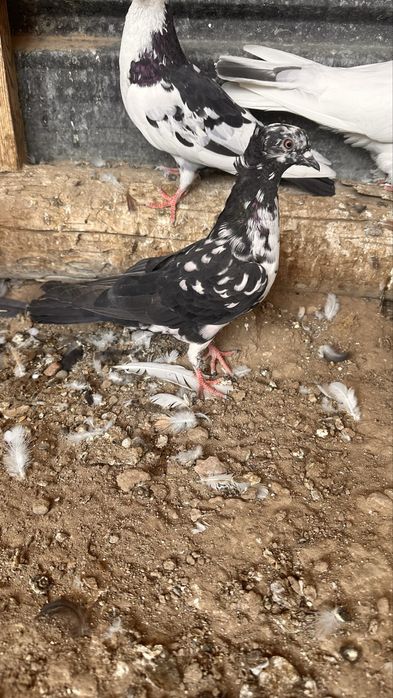 Продам голубей бакинские бойные