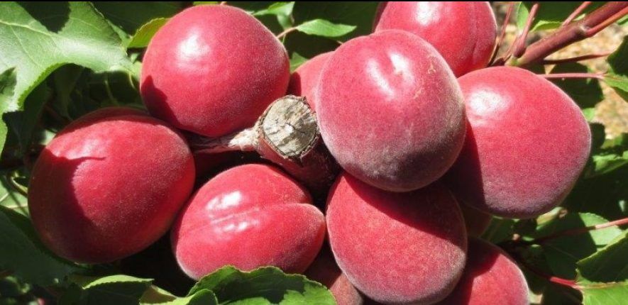 Cais ( Soiul Cireașa Sunrosso ) la ghiveci