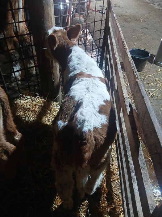 Vând 2 viței frumoși