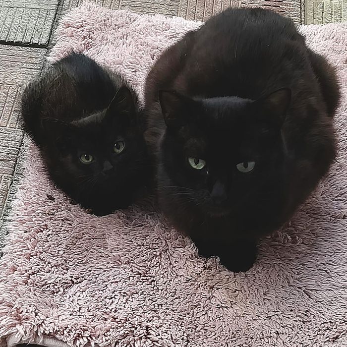 Котёнок ищет дом (девочка)