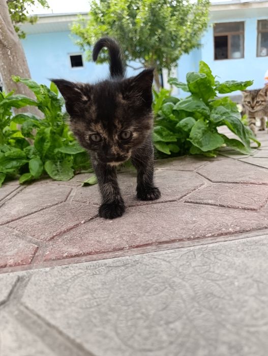 Котята бесплатно, в добрые руки.