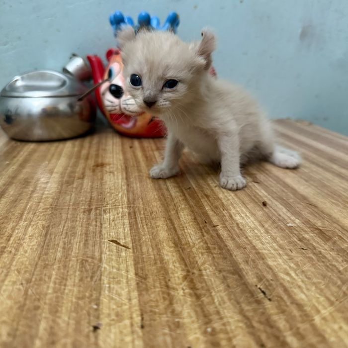 Бронируются котята эльфики