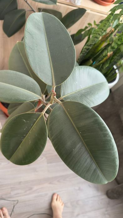 Продам недорого цветы