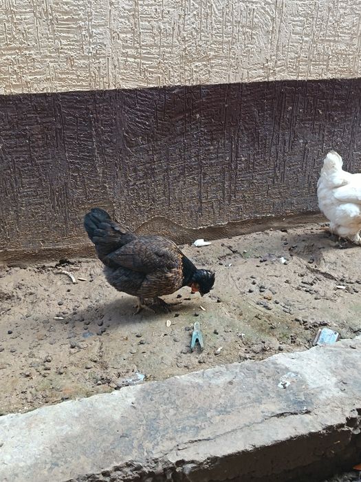 Yapon tovuqla joja xoroz sotladi