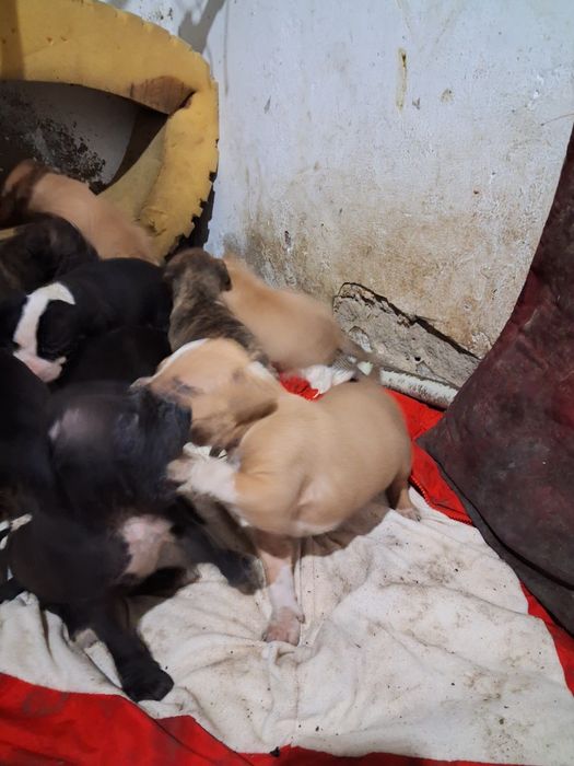 Щенки питбультерьера