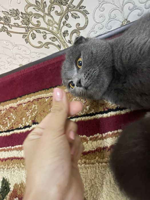 Mushuk sotiladi ayol