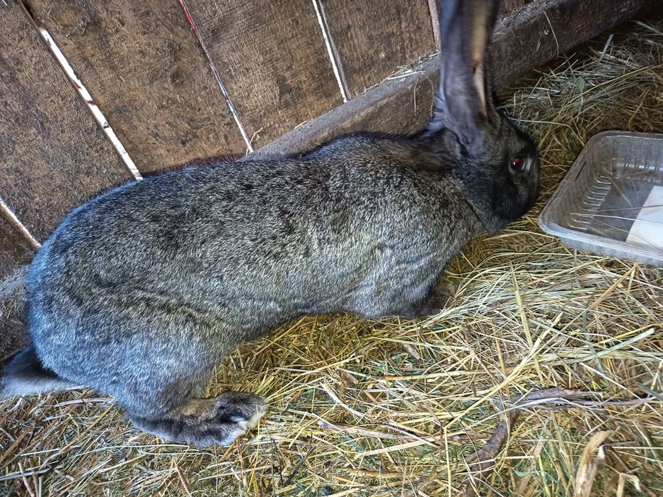 vând iepuri germani