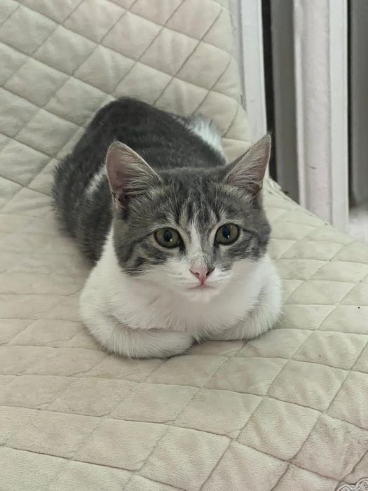 Отдам в добрые руки