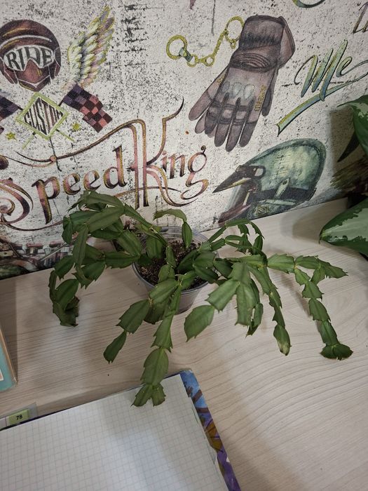 Продам комнатные цветы