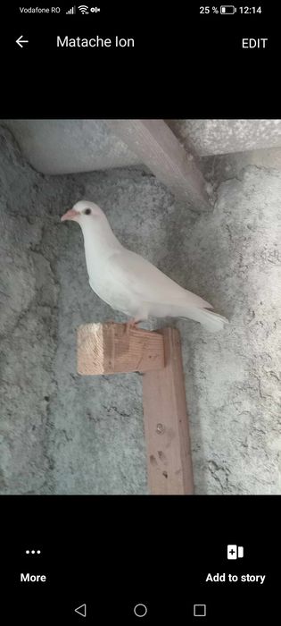 Voiajori albi.Pui de anul acesta.