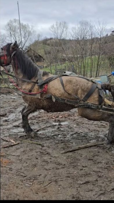 Vând sau schimb mânz de doi ani