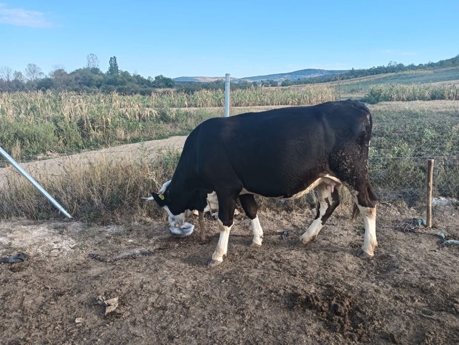 Vaca baltata romaneaca