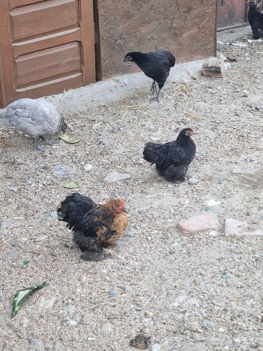 Gainusi si cocosei cochinchina pitic
