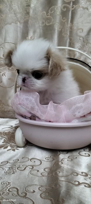 Девочка японского хина.