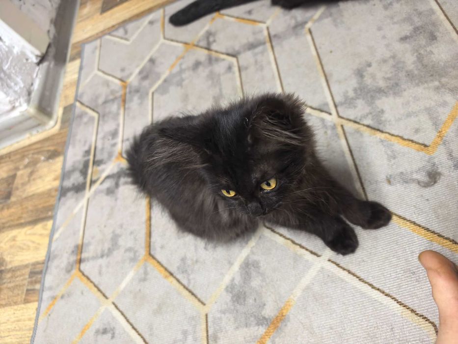 Отдам в добрые руки котят