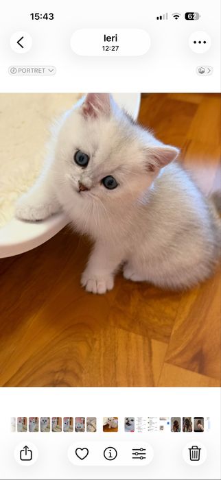 Britsh short si long hair silver point