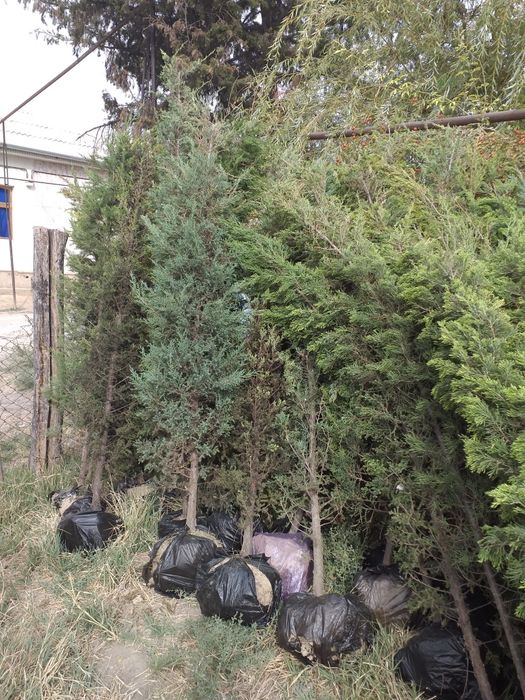 Арча манзарали тури маржевелник