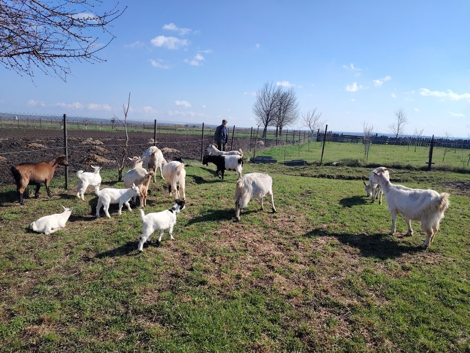 Vând capre bune de lapte