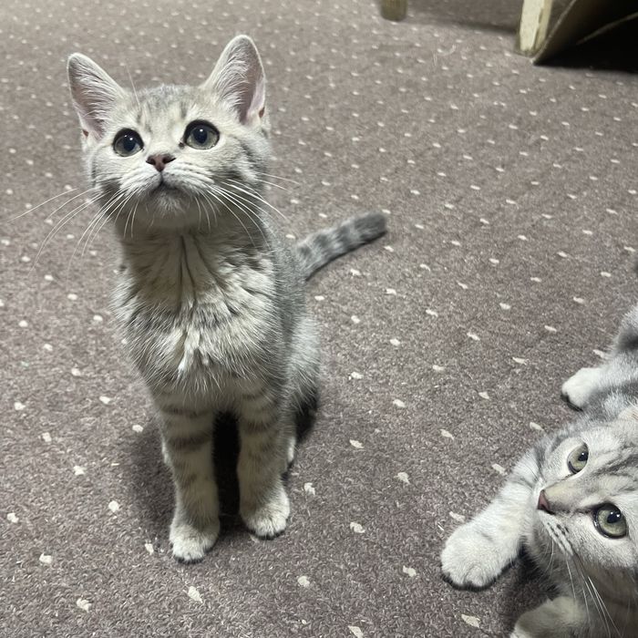 Шотландские котята Scottish Fold