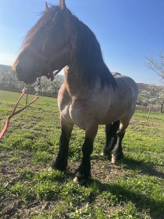 Armasar pentru monta