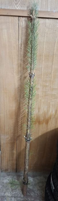 Посох деда мороза