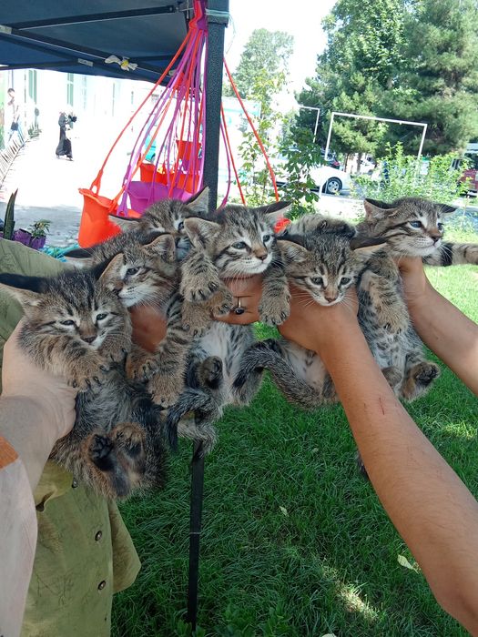 100 mingdan tanlab oliwga